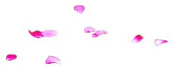 Pink Petals - No Background PNG - High Download Count PNG