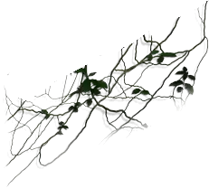 Green Plant Branches - leaves - PNG