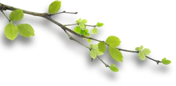 Green Leaves and Branches - nature - branches - Transparent Layer PNG