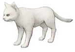 Cat - Highly Rated PNG