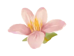 Peach Blossom - Free Download PNG - Popular Download PNG