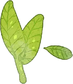 Leaf - Free Download PNG - Free for Commercial Use PNG