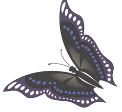 Butterfly - color - pattern - PNG Images