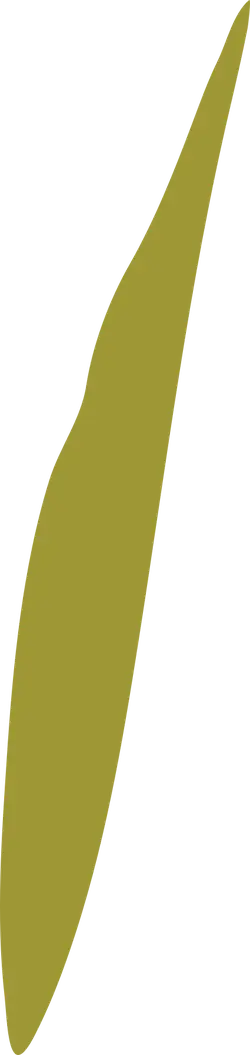 Olive Leaf - natural - Free Download PNG
