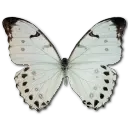 Common Leopard Butterfly - insect - High Resolution PNG