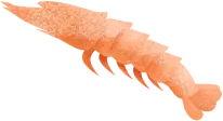 Shrimp - ocean - Transparent Layer PNG