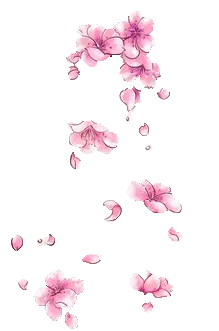 Cherry Blossom - spring - flower - Transparent Layer PNG