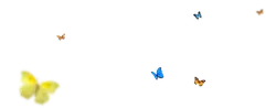Colored Butterflies - insect - No Background PNG