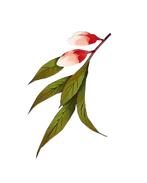 Peach Blossom - Lossless PNG - Designer Recommended PNG