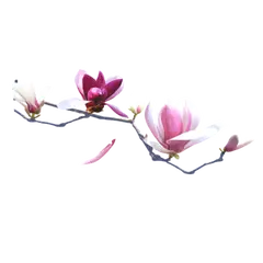 Magnolia - white - Fast Download PNG