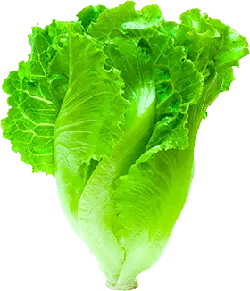 Lettuce - Popular Download PNG