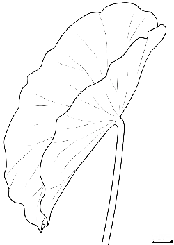 Lotus Leaf - line drawing - Free PNG