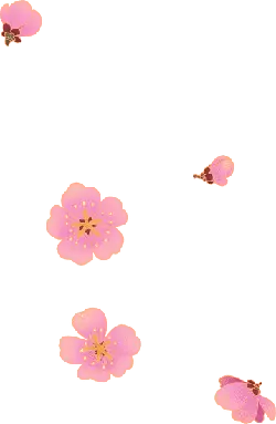 Cherry Blossom - spring - pink - No Watermark PNG