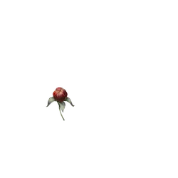 Rose - Free for Commercial Use PNG - PNG