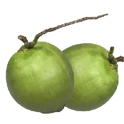 Coconut - plant - Free PNG