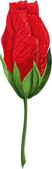 Red Rose - plant - Free for Commercial Use PNG