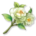 Rose - white - yellow - High Resolution PNG