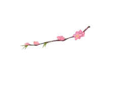 Peach Blossom Branch - Designer Recommended PNG
