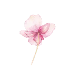 Four Leaf Clover - pink - High Resolution PNG