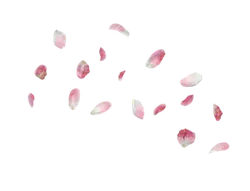 Petals - lightweight - beautiful - High Resolution PNG