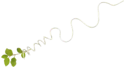 Climbing Plant - leaves - High Resolution PNG