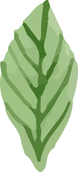 Leaf - PNG Images - Transparent Layer PNG