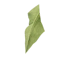 Banana Leaf - green - Curated PNG