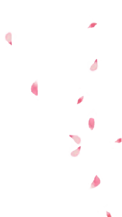 Pink Petals Falling - No Background PNG - falling