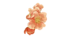 Peach Blossom - Trending PNG - Designer's Pick PNG