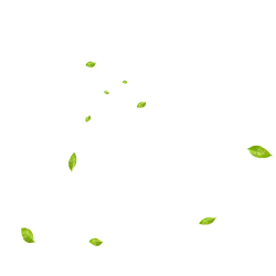 Leaves Falling - falling - autumn - No Watermark PNG
