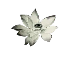 White Lotus - photography - Free Download PNG