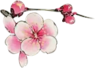 Peach Blossom - Lossless PNG - No Watermark PNG