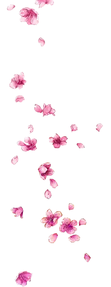 Pink Cherry Blossom Petals - Designer Recommended PNG