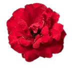 red - PNG Images - Rose