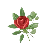 Red Rose - plant - High Quality PNG