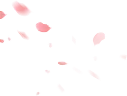 Pink Petals Falling - Free PNG - petal