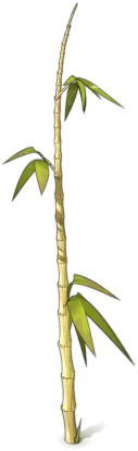 Bamboo - plant - leaf - Transparent Layer PNG