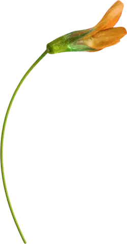 Orange Flower - Highly Rated PNG