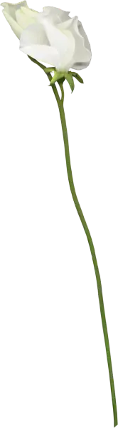 White Rose - white - elegant - No Background PNG