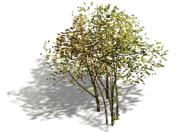 Tree - lighting - High Resolution PNG