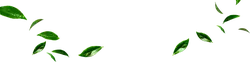 Green Leaves Falling - nature - High Resolution PNG