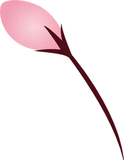 Cherry Blossom - No Watermark PNG - High Download Count PNG