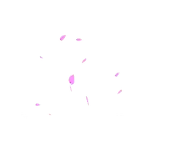 Pink Petals Falling - peaceful - Transparent Layer PNG