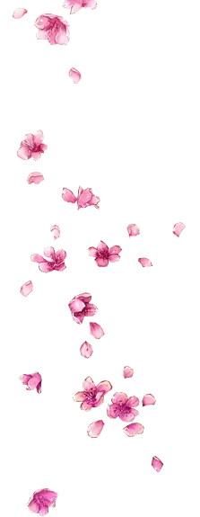 Pink Cherry Blossom Petals - pink - No Background PNG