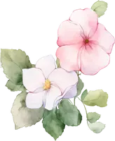 Morning Glory - plant - green leaves - Transparent Layer PNG