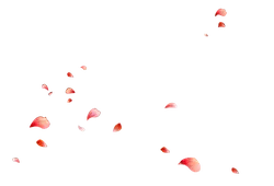 Falling Cherry Blossom Petals - PNG Images