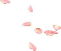 Pink Petals - petal - water drop - Transparent Background PNG