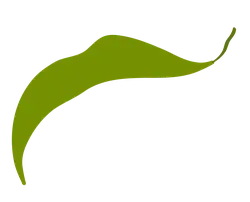 Pepper Leaf - green - Free Download PNG