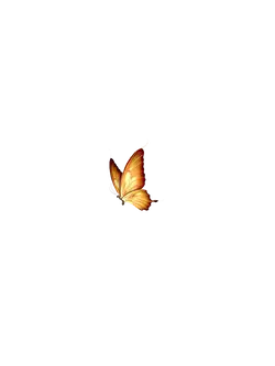 Orange Butterfly - beautiful - Free Download PNG