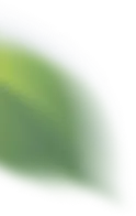 Leaf - PNG - Fast Download PNG